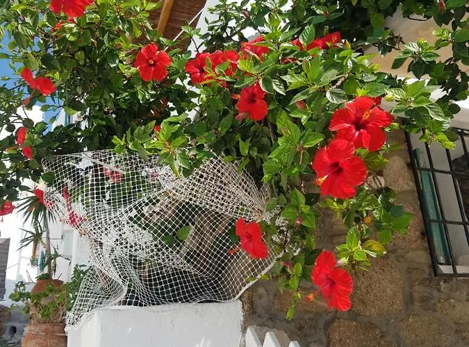 Private Hibiscus Rosa Mykonos Villa Mykonos Town